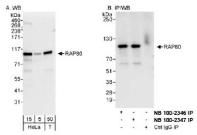 Western Blot RAP80 Antibody