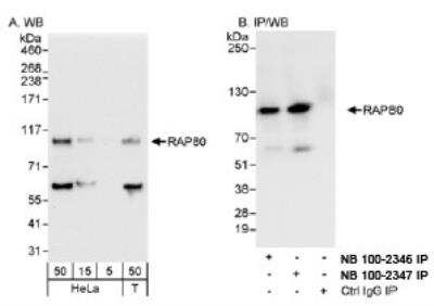 Western Blot: RAP80 Antibody [NB100-2347] - Detection of Human RAP80 on HeLa whole cell lysate.  RAP80 was also immunoprecipitated using rabbit  anti-RAP80 antibody NB100-2346.