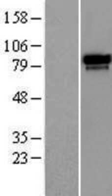 Western Blot: RAP80 Overexpression Lysate (Adult Normal) [NBP2-07057] Left-Empty vector transfected control cell lysate (HEK293 cell lysate); Right -Over-expression Lysate for RAP80.