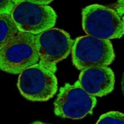 Immunocytochemistry/Immunofluorescence: RAPGEF2 Antibody [NBP3-17919] - Staining of human cell line HEL shows localization to plasma membrane & cytosol.