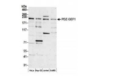 Western Blot: RAPGEF2 Antibody [NBP1-06549] - Whole cell lysate (50 ug) from HeLa, Hep-G2, Jurkat, and GaMG cells prepared using NETN lysis buffer. Antibody: Affinity purified rabbit anti-PDZ-GEF1 antibodyused for WB at 0.4 ug/ml. Detection: Chemiluminescence with an exposure time of 3 minutes.