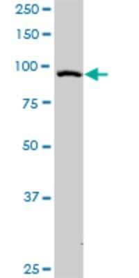 Western Blot: RAPGEF3 Antibody (2E5) [H00010411-M01] - RAPGEF3 monoclonal antibody (M01), clone 2E5. Analysis of RAPGEF3 expression in A-431.