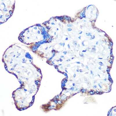 Immunohistochemistry-Paraffin: RAPGEF3 Antibody (5A7K7) [NBP3-16343] - Immunohistochemistry of paraffin-embedded human placenta using RAPGEF3 Rabbit mAb (NBP3-16343) at dilution of 1:100 (40x lens).Perform microwave antigen retrieval with 10 mM PBS buffer pH 7.2 before commencing with IHC staining protocol.