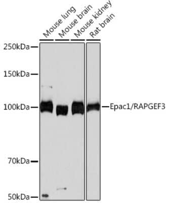 Western Blot RAPGEF3 Antibody (5A7K7)
