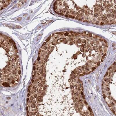 Immunohistochemistry: RAPGEF3 Antibody [NBP2-32615] - Staining of human testis shows strong cytoplasmic and nuclear positivity in cells in seminiferus ducts.