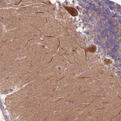 Immunohistochemistry: RAPGEF3 Antibody [NBP2-33395] - Staining of human cerebellum shows strong cytoplasmic and nuclear positivity in Purkinje cells.