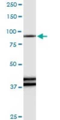 Western Blot: RAPGEF3 Antibody [H00010411-D01P] - Analysis of RAPGEF3 expression in mouse kidney.