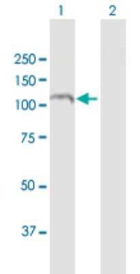 Western Blot: RAPGEF3 Antibody [H00010411-D01P] - Analysis of RAPGEF3 expression in transfected 293T cell line by RAPGEF3 polyclonal antibody.Lane 1: RAPGEF3 transfected lysate(99.40 KDa).Lane 2: Non-transfected lysate.