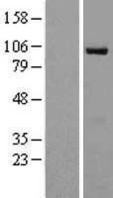 Western Blot: RAPGEF3 Overexpression Lysate (Adult Normal) [NBP2-08314] Left-Empty vector transfected control cell lysate (HEK293 cell lysate); Right -Over-expression Lysate for RAPGEF3.