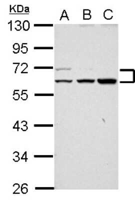 Western Blot RAPGEFL1 Antibody