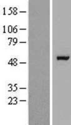 Western Blot: RAPGEFL1 Overexpression Lysate (Adult Normal) [NBP2-07050] Left-Empty vector transfected control cell lysate (HEK293 cell lysate); Right -Over-expression Lysate for RAPGEFL1.