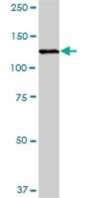 Western Blot: RAS p21 Antibody [H00005921-B01P] - Analysis of RASA1 expression in 293.