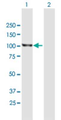 Western Blot: RAS p21 Antibody [H00005921-B01P] - Analysis of RASA1 expression in transfected 293T cell line by RASA1 polyclonal antibody.  Lane 1: RASA1 transfected lysate(95.7 KDa). Lane 2: Non-transfected lysate.