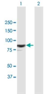 Western Blot: RASAL1 Antibody [H00008437-B01P] - Analysis of RASAL1 expression in transfected 293T cell line by RASAL1 polyclonal antibody.  Lane 1: RASAL1 transfected lysate(85.36 KDa). Lane 2: Non-transfected lysate.
