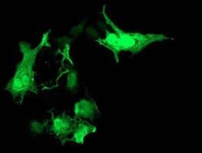 Immunocytochemistry/Immunofluorescence: RASD2 Antibody (OTI1F7) - Azide and BSA Free [NBP2-73808] - Staining of COS7 cells transiently transfected by pCMV6-ENTRY RASD2.