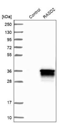 Western Blot: RASD2 Antibody [NBP1-82775] - Analysis in control (vector only transfected HEK293T lysate) and RASD2 over-expression lysate (Co-expressed with a C-terminal myc-DDK tag (3.1 kDa) in mammalian HEK293T cells).