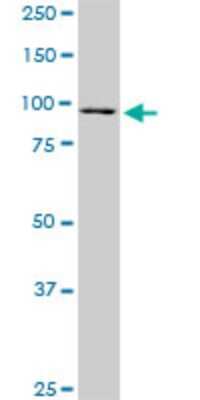 Western Blot: RASEF Antibody (1E3) [H00158158-M02] - RASEF monoclonal antibody (M02), clone 1E3. Analysis of RASEF expression in NIH/3T3.