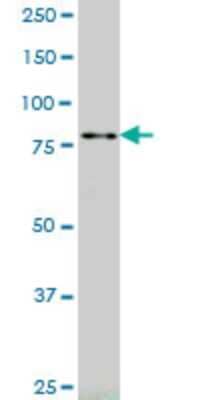 Western Blot: RASEF Antibody (2D5) [H00158158-M01] - RASEF monoclonal antibody (M01), clone 2D5 Analysis of RASEF expression in K-562.