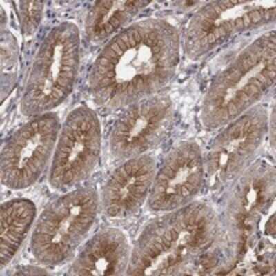 Immunohistochemistry-Paraffin: RASEF Antibody [NBP3-17920] - Staining of human stomach shows strong membranous and cytoplasmic positivity in glandular cells.