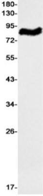 Western Blot: RASEF Antibody (S03-1G6) [NBP3-19968] - Western blot detection of RASEF in Jurkat cell lysates using NBP3-19968 (1:1000 diluted). Predicted band size: 83kDa. Observed band size: 83kDa.