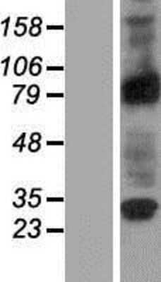 Western Blot: RASEF Overexpression Lysate (Adult Normal) [NBP2-05339] Left-Empty vector transfected control cell lysate (HEK293 cell lysate); Right -Over-expression Lysate for RASEF.