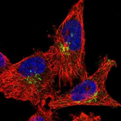 Immunocytochemistry/ Immunofluorescence RASGEF1A Antibody - BSA Free