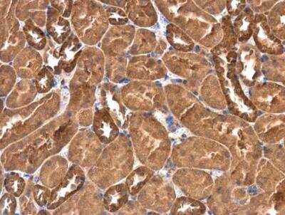 Immunohistochemistry-Paraffin: RASGEF1A Antibody [NBP2-20085] - Paraffin-embedded mouse kidney.  RASGEF1A antibody [C1C3] diluted at 1:500.