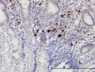 Immunohistochemistry-Paraffin: RASGEF1C Antibody (3H8) [H00255426-M01] - Analysis of monoclonal antibody to RASGEF1C on formalin-fixed paraffin-embedded human stomach. Antibody concentration 3 ug/ml.