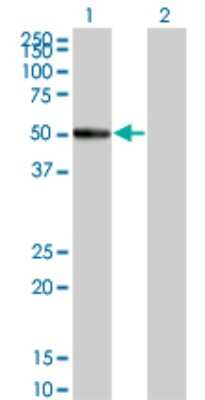 Western Blot: RASGEF1C Antibody (3H8) [H00255426-M01] - Analysis of RASGEF1C expression in transfected 293T cell line by RASGEF1C monoclonal antibody (M01), clone 3H8.Lane 1: RASGEF1C transfected lysate(56.907 KDa).Lane 2: Non-transfected lysate.