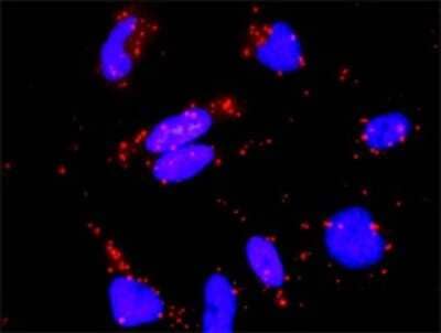 Proximity Ligation Assay: RASGRP 4 Antibody [H00115727-D01P] - Analysis of protein-protein interactions between RASGRP4 and RAP1A. HeLa cells were stained with anti-RASGRP4 rabbit purified polyclonal 1:1200 and anti-RAP1A mouse monoclonal antibody 1:50. Each red dot represents the detection of protein-protein interaction complex, and nuclei were counterstained with DAPI (blue).