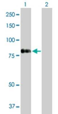 Western Blot: RASGRP 4 Antibody [H00115727-D01P] - Analysis of RASGRP4 expression in transfected 293T cell line by RASGRP4 polyclonal antibody.Lane 1: RASGRP4 transfected lysate(74.90 KDa).Lane 2: Non-transfected lysate.