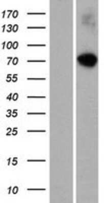 Western Blot: RASGRP 4 Overexpression Lysate (Adult Normal) [NBP2-05215] Left-Empty vector transfected control cell lysate (HEK293 cell lysate); Right -Over-expression Lysate for RASGRP 4.