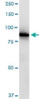 Western Blot: RASGRP2 Antibody [H00010235-D01P] - Analysis of RASGRP2 expression in human stomach.