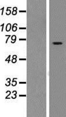 Western Blot: RASGRP2 Overexpression Lysate (Adult Normal) [NBP2-08324] Left-Empty vector transfected control cell lysate (HEK293 cell lysate); Right -Over-expression Lysate for RASGRP2.