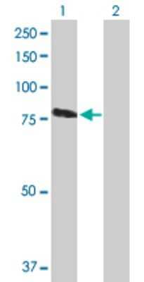 Western Blot: RASGRP3 Antibody [H00025780-B01P] - Analysis of RASGRP3 expression in transfected 293T cell line by RASGRP3 polyclonal antibody.  Lane 1: RASGRP3 transfected lysate(75.9 KDa). Lane 2: Non-transfected lysate.