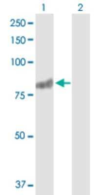 Western Blot: RASGRP3 Antibody [H00025780-D01P] - Analysis of RASGRP3 expression in transfected 293T cell line by RASGRP3 polyclonal antibody.Lane 1: RASGRP3 transfected lysate(78.30 KDa).Lane 2: Non-transfected lysate.
