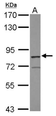Western Blot: RASGRP3 Antibody [NBP1-31501] - Sample (30 ug of whole cell lysate) A: Raji 7. 5% SDS PAGE, antibody diluted at 1:500.