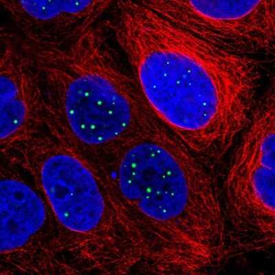 Immunocytochemistry/ Immunofluorescence RASL11B Antibody