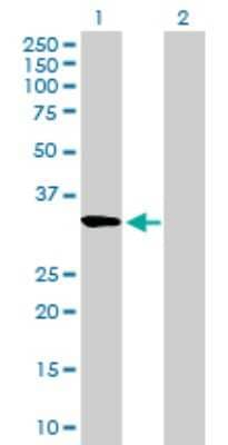 Western Blot: RASL12 Antibody [H00051285-B01P] - Analysis of RASL12 expression in transfected 293T cell line by RASL12 polyclonal antibody.  Lane 1: RASL12 transfected lysate(29.37 KDa). Lane 2: Non-transfected lysate.