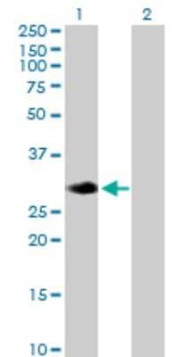 Western Blot RASL12 Antibody - Azide and BSA Free