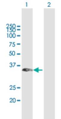 Western Blot: RASSF1 Antibody [H00011186-B01P] - Analysis of RASSF1 expression in transfected 293T cell line by RASSF1 polyclonal antibody.  Lane 1: RASSF1 transfected lysate(29.7 KDa). Lane 2: Non-transfected lysate.