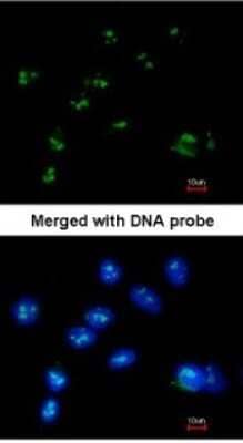 Immunocytochemistry/Immunofluorescence: RASSF2 Antibody [NBP1-32571] - Paraformaldehyde-fixed A549, using antibody at 1:200 dilution.