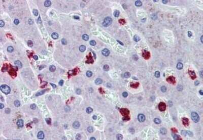 Immunohistochemistry-Paraffin: RASSF2 Antibody [NBP1-52475] - Analysis of anti-RASSF2 antibody with human liver at concentration 3.75 ug/ml.