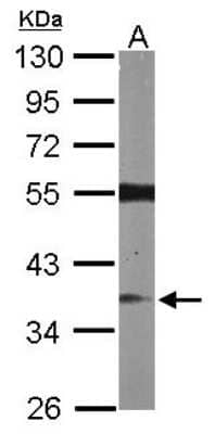 Western Blot: RASSF2 Antibody [NBP1-32571] - Sample (50 ug of whole cell lysate) A: Mouse brain 10% SDS PAGE; antibody diluted at 1:1000.
