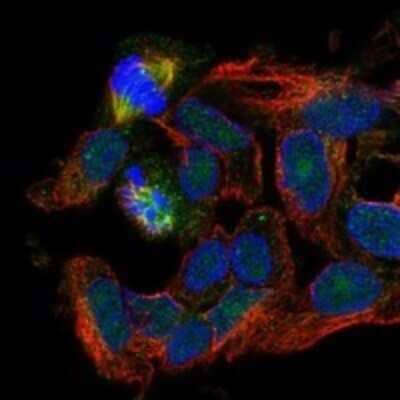 Immunocytochemistry/Immunofluorescence: RASSF4 Antibody [NBP3-17423] - Staining of human cell line Hep G2 shows localization to nucleoplasm, nucleoli, cytokinetic bridge & mitotic spindle.