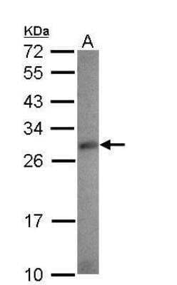 Western Blot: RASSF4 Antibody [NBP2-20091] - Sample (30 ug of whole cell lysate)  A: 293T 12% SDS PAGE  diluted at 1:500 
