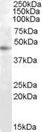 Western Blot: RASSF6 Antibody [NBP1-00232] - Analysis of RASSF6 in HepG2 cell lysate (35ug protein in RIPA buffer) using this antibody at 1 ug/ml. Primary incubation was 1 hour. Detected by chemiluminescence.