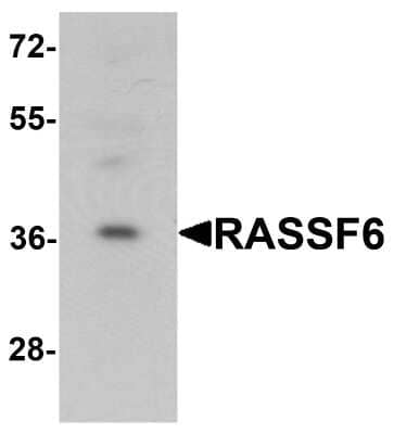 Western Blot: RASSF6 Antibody [NBP2-81798] - Western blot analysis of RASSF6 in 293 cell lysate with RASSF6 antibody at 1 ug/mL.