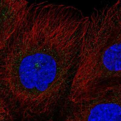 Immunocytochemistry/Immunofluorescence: RASSF7 Antibody [NBP2-58860] - Staining of human cell line A-431 shows localization to microtubule organizing center.