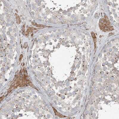 Immunohistochemistry: RASSF8 Antibody [NBP2-38395] - Staining of human testis shows moderate cytoplasmic positivity in Leydig cells.